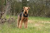 AIREDALE TERRIER 366